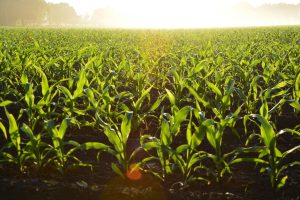 agriculture sales recruiter