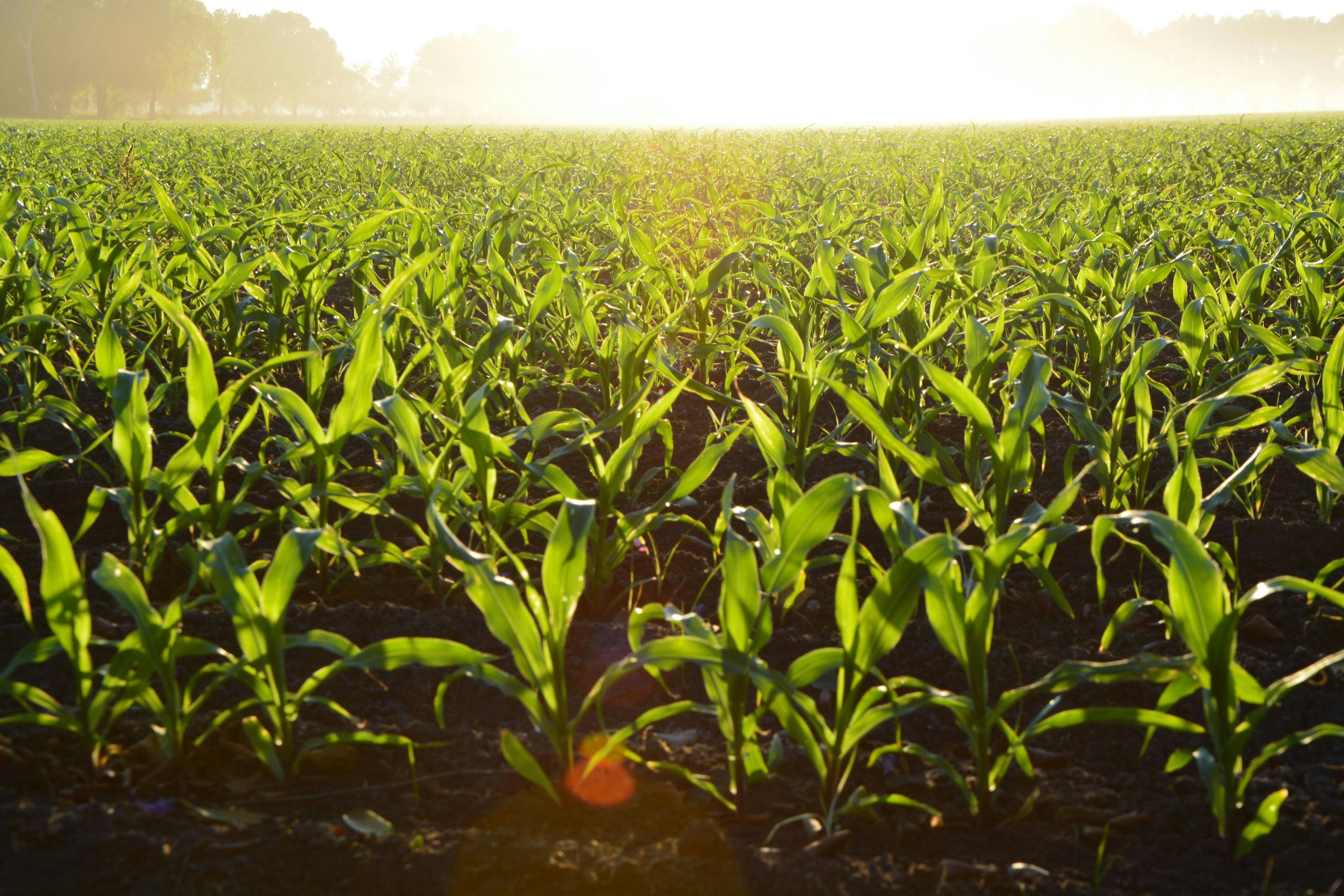 agriculture sales recruiter